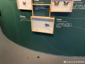 关于礼仪的博物馆展品