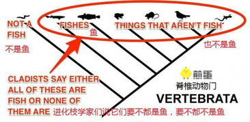 礼仪中人类学家划分的四种距离